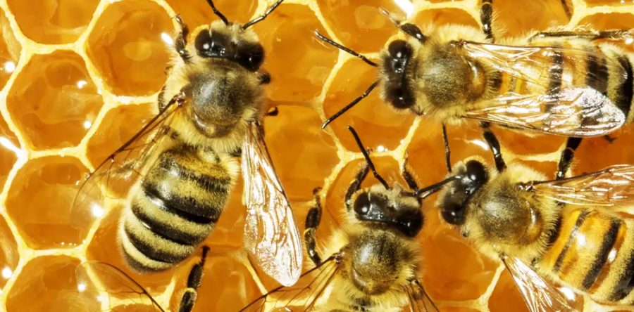 Honey Bee Hive